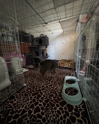 Catio per gatti interno 142x142 h109 moduli da 35