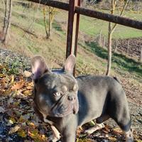 Lilac tan portatore di crema e fluffy