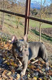 Lilac tan portatore di crema e fluffy