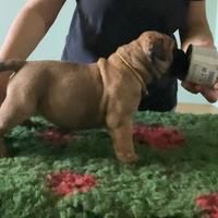 Cucciole Bullmastiff femmine