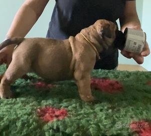 Cucciole Bullmastiff femmine