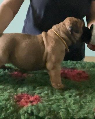 Cucciole Bullmastiff femmine