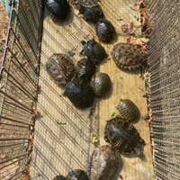 Tartarughine da acquario