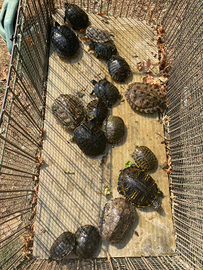 Tartarughine da acquario