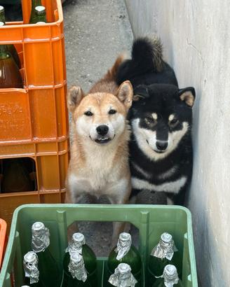 Shiba inu