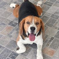 Beagle