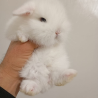 Conigli nani ariete di otto mesi 10