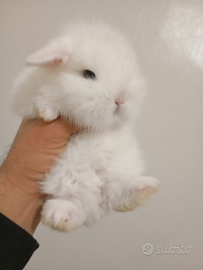 Conigli nani ariete di otto mesi 10