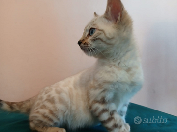 Gattino bengala snow lynx