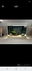 Acquario