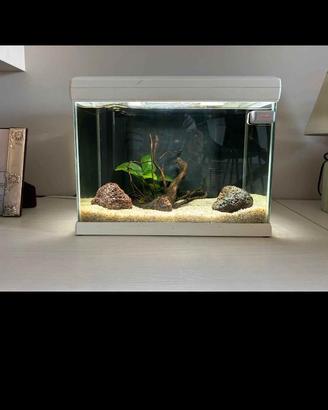 Acquario
