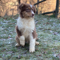 Cuccioli australian shepherd altissima genealogia