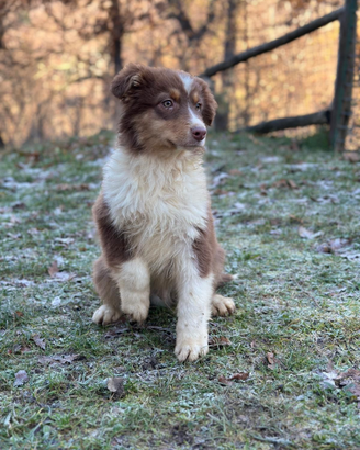 Cuccioli australian shepherd altissima genealogia
