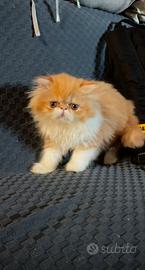Maschio gatto persiano ipertipico
