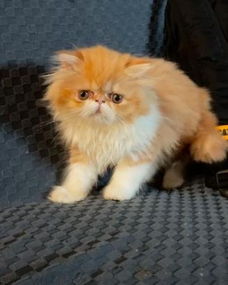 Maschio gatto persiano ipertipico