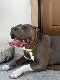 American bully standard