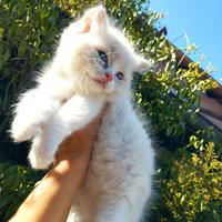 Gattini RAGDOLL con Pedigree Ministeriale AGI