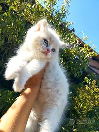 Gattini RAGDOLL con Pedigree Ministeriale AGI