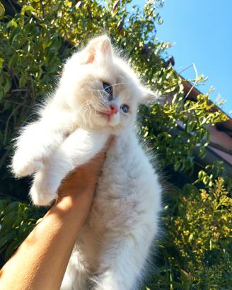 Gattini RAGDOLL con Pedigree Ministeriale AGI