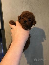 Barboncino mini toy asiatico