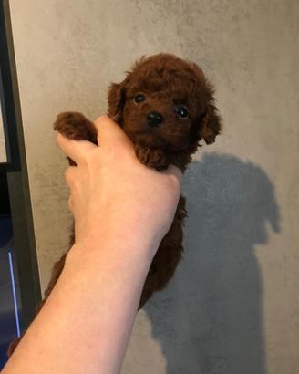 Barboncino mini toy asiatico