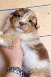 Cuccioli pastore australiano
