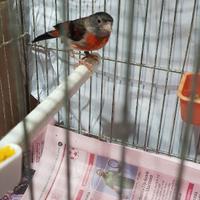 Cardinalini del Venezuela