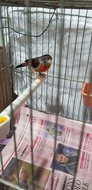 Cardinalini del Venezuela