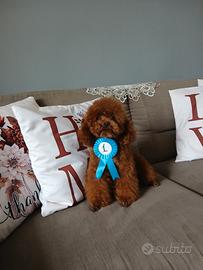 Barboncino toy per accoppiamento