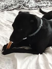 Labrador