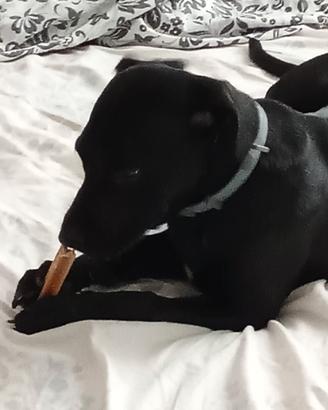 Labrador