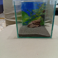 Mini acquarietto con Betta