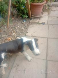 Pitbull