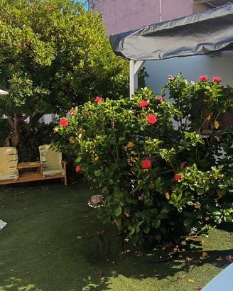 Villa unifamiliare 6/8 p Letto Porto cesareo