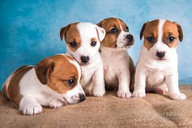 Jack Russell