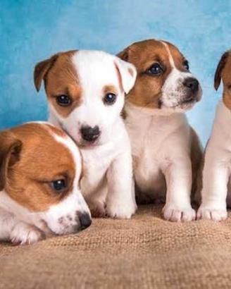 Jack Russell