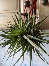pianta di tillandsia aeranthos