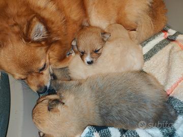 Spitz tedesco cucciolo