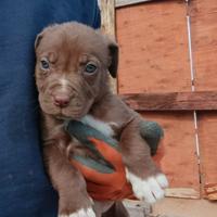 Cucciolo maschio di Pitbull