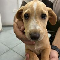 Vicky, cucciola in attesa di una nuova famiglia