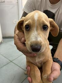 Vicky, cucciola in attesa di una nuova famiglia