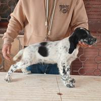 Cuccioli setter inglese