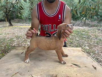 Segugi maremmani puri