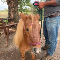 Pony Shetland