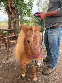 Pony Shetland