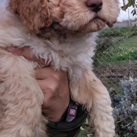 Cucciolo femmina Lagotto Romagnolo con pedigree