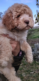 Cucciolo femmina Lagotto Romagnolo con pedigree