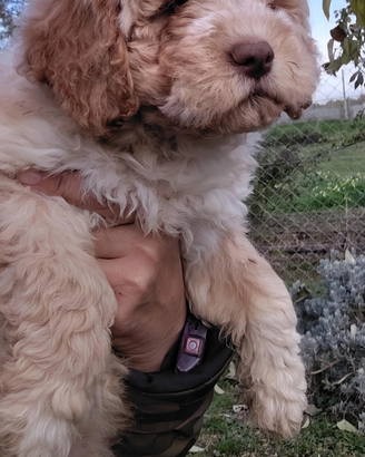 Cucciolo femmina Lagotto Romagnolo con pedigree