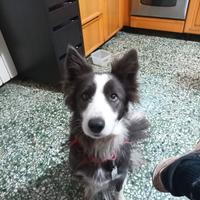 Border collie