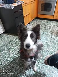 Border collie